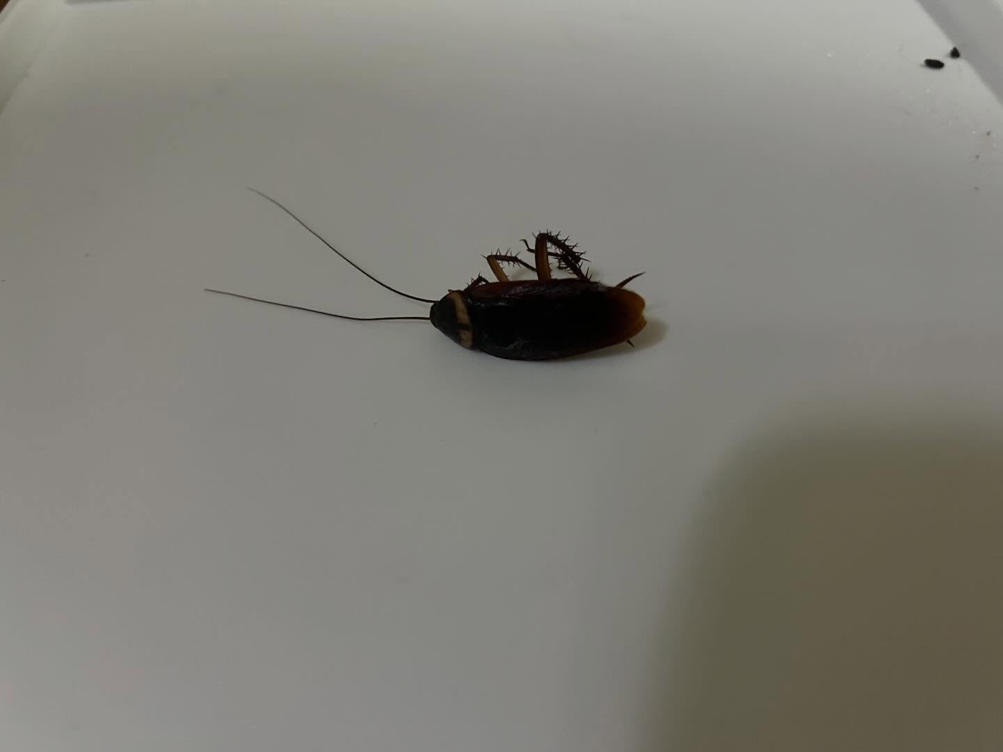 黒い影が見えたら、それは驚きの合図かもしれません