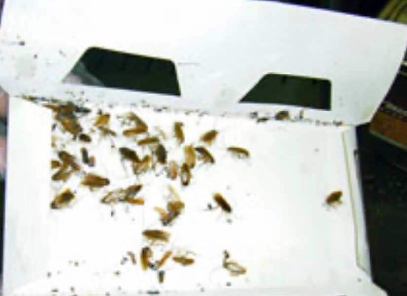 あなたの大切な空間を守るために、私たちは害虫・害獣の問題に迅