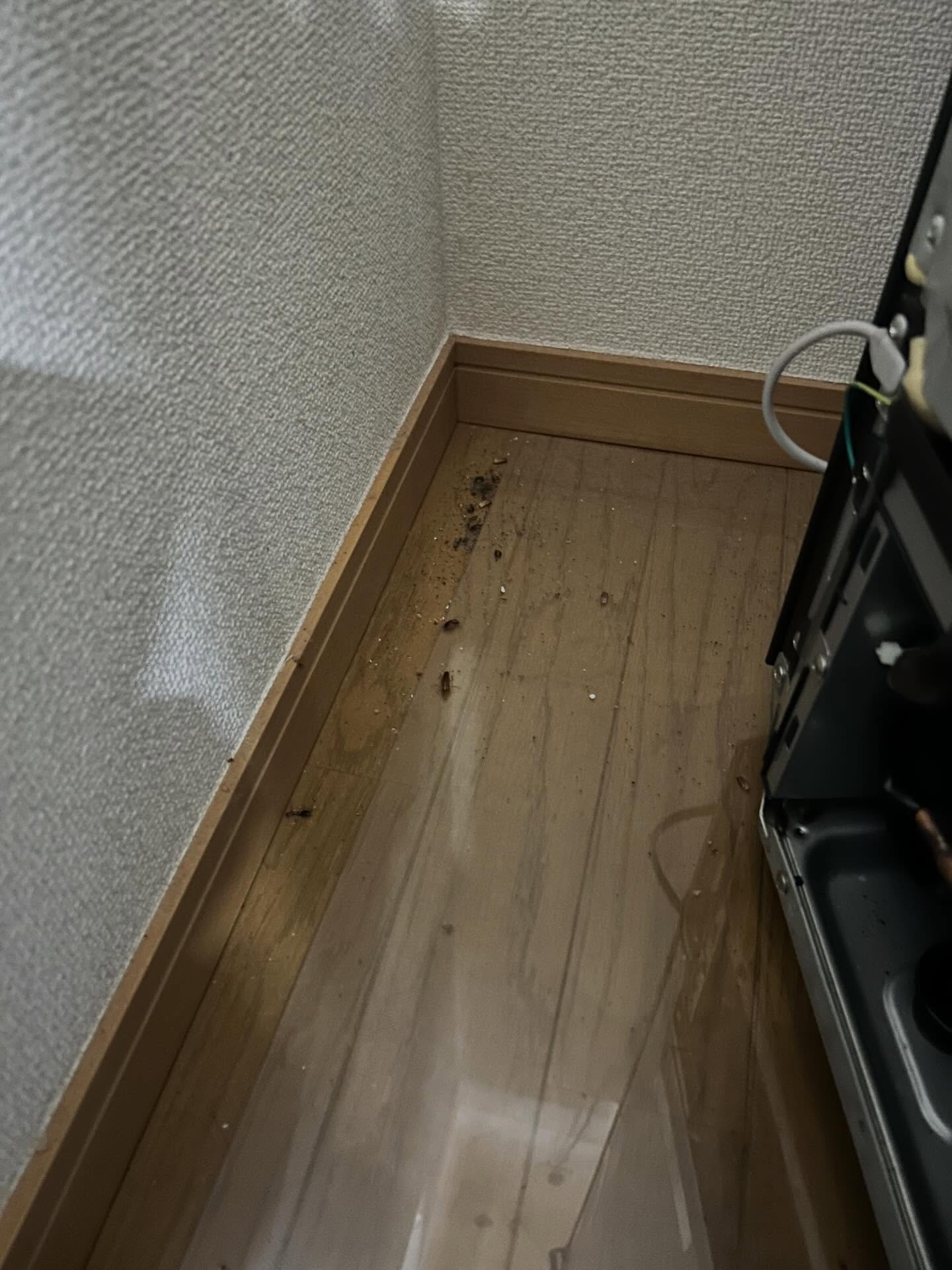 「害虫・害獣にお困りではありませんか？」福岡市と糟屋郡を中心