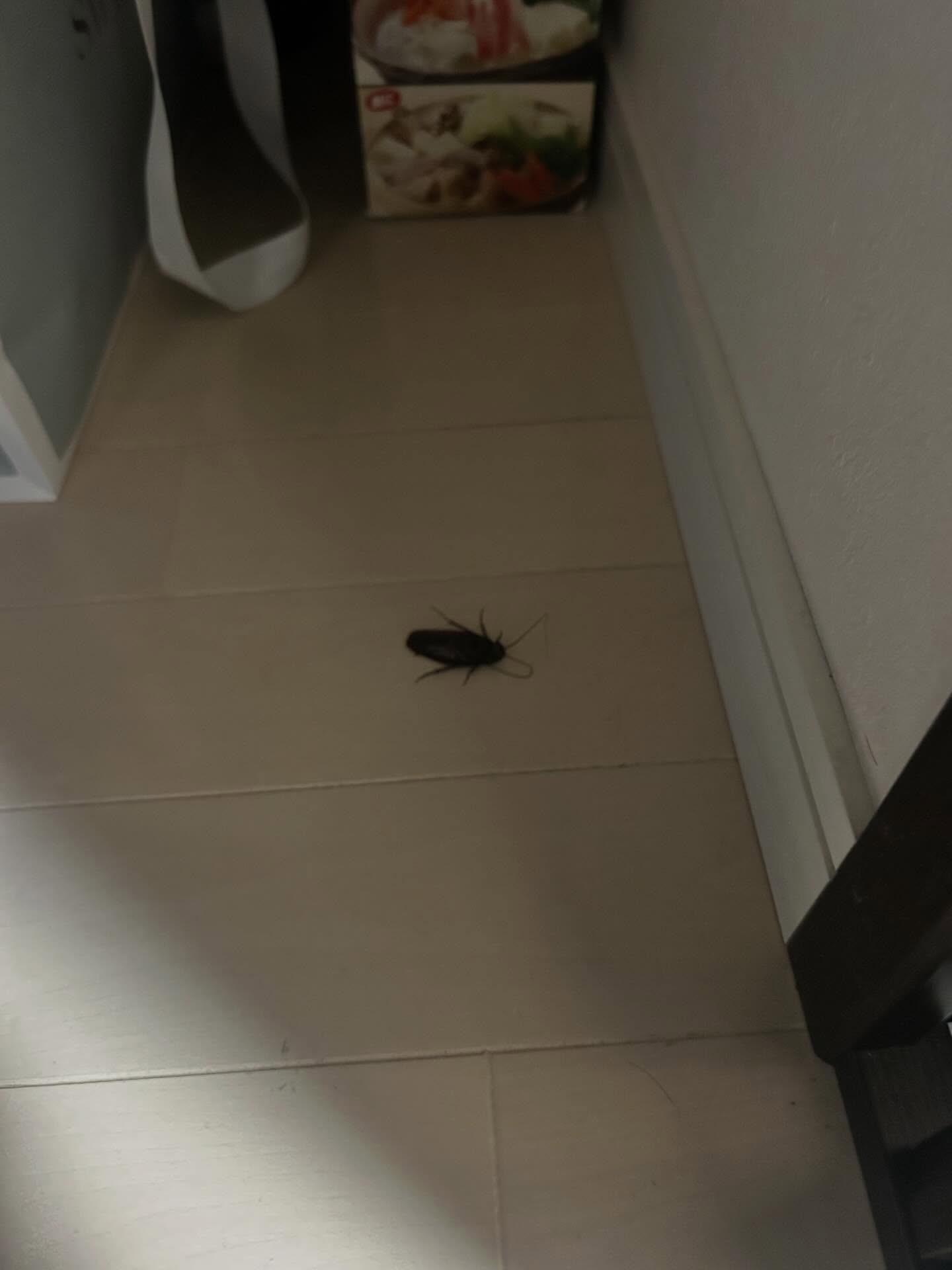 身近に迫る不快害虫、どう対策していますか？