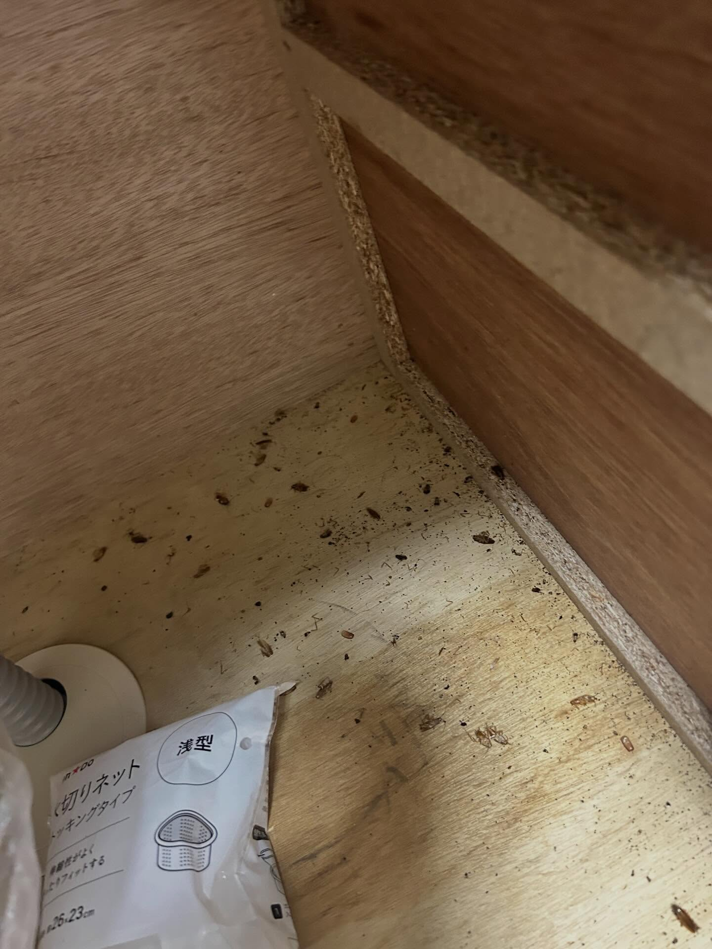 春の訪れとともに暖かくなり、活動的になるのは虫たちも同じです