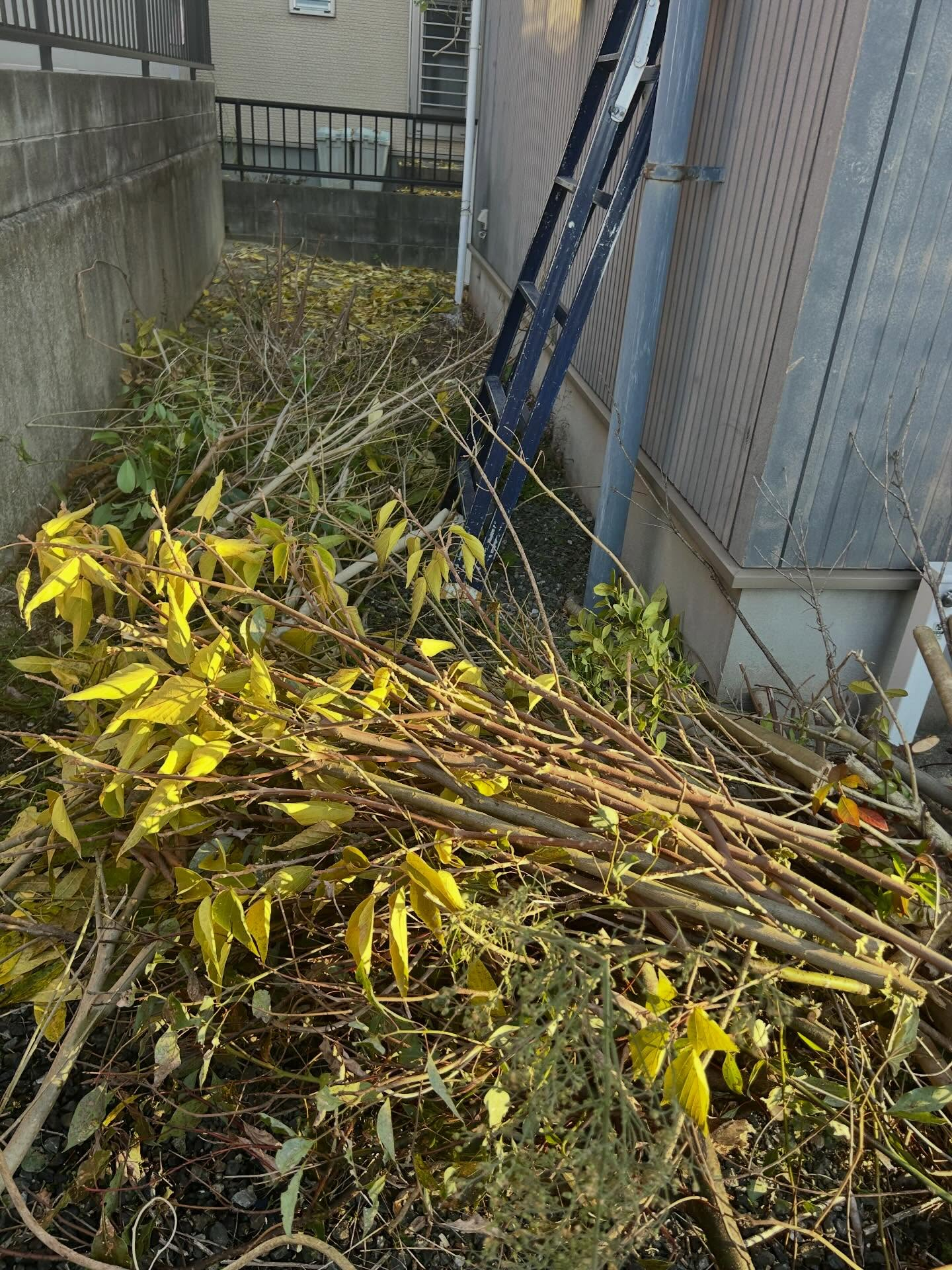 年末年始は、家の中や周囲を整え、新しい年を迎えるための絶好の