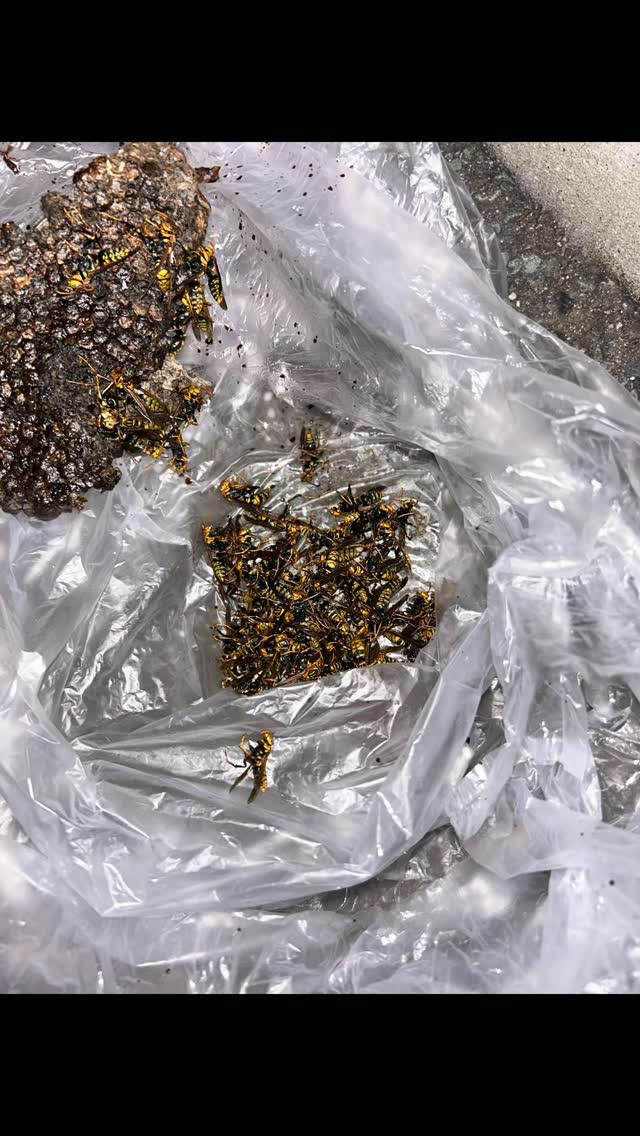 福岡市や糟屋郡周辺でお困りの害虫・害獣問題は、私たちプロフェ