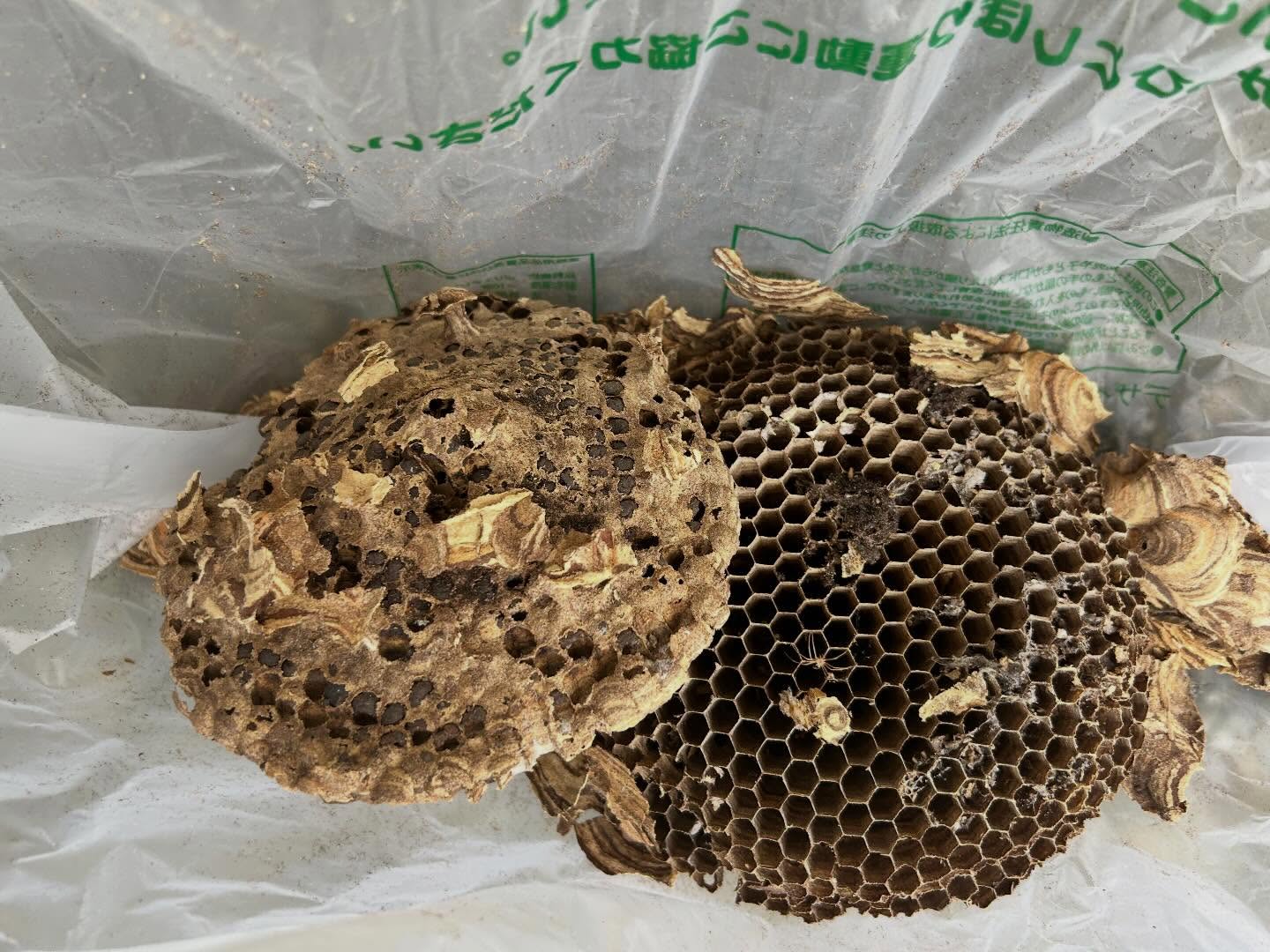 こんにちは、私たちはプロフェッショナルな害虫・害獣駆除サービ