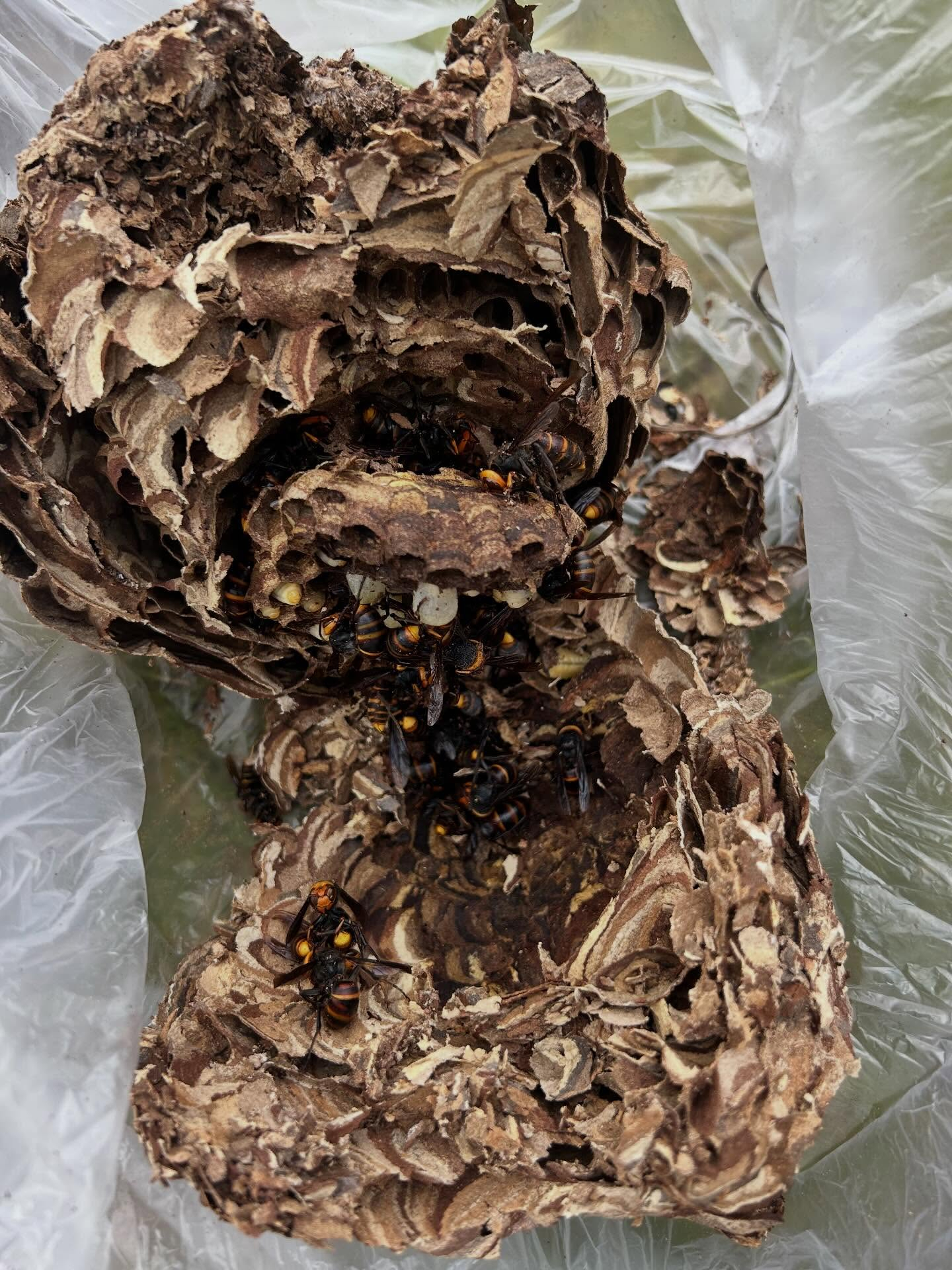 福岡市、糟屋郡、北九州市を中心に、害虫や害獣の駆除ならお任せ