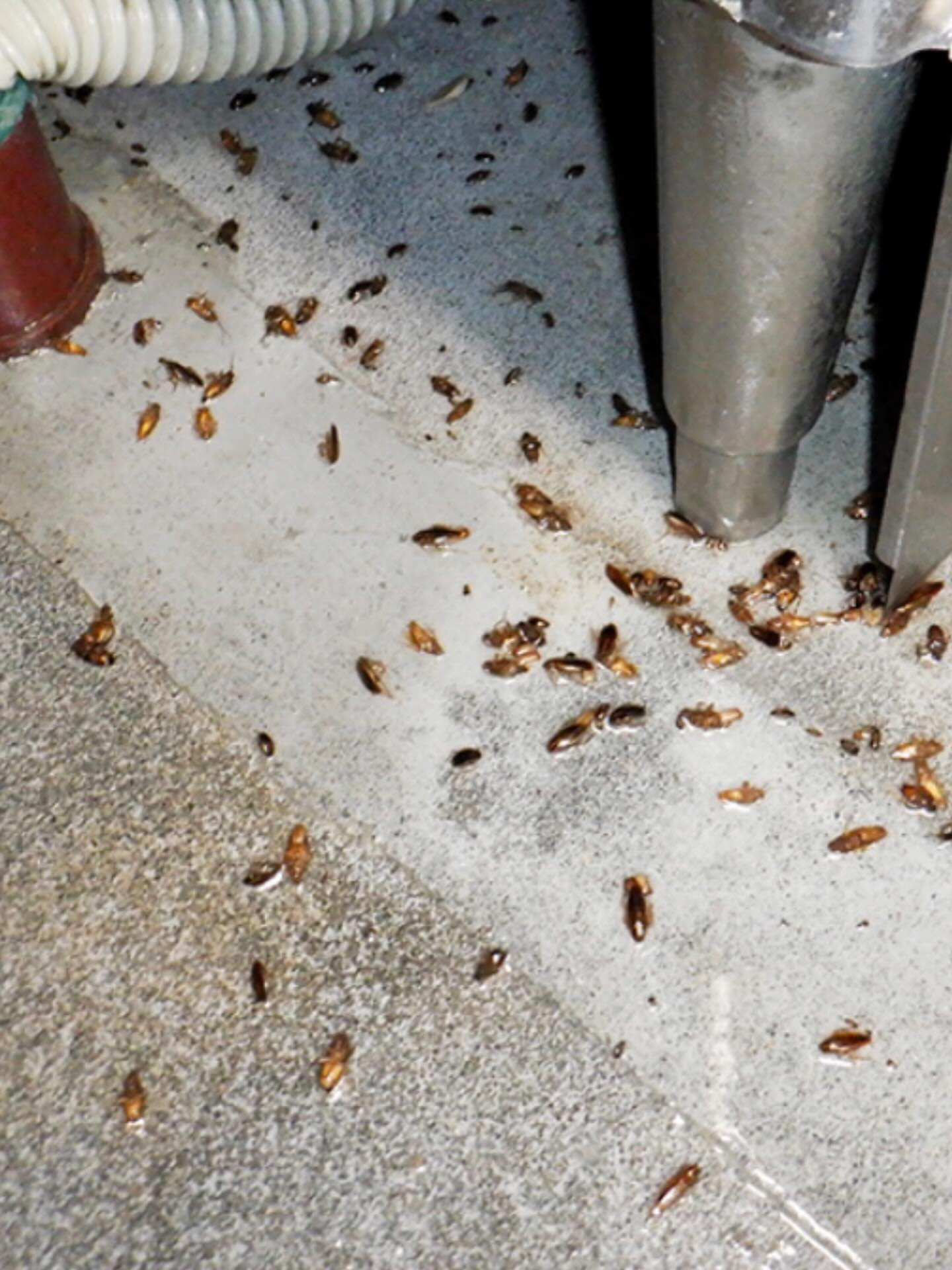 害虫問題を根本から解決！あなたの安心をお約束します