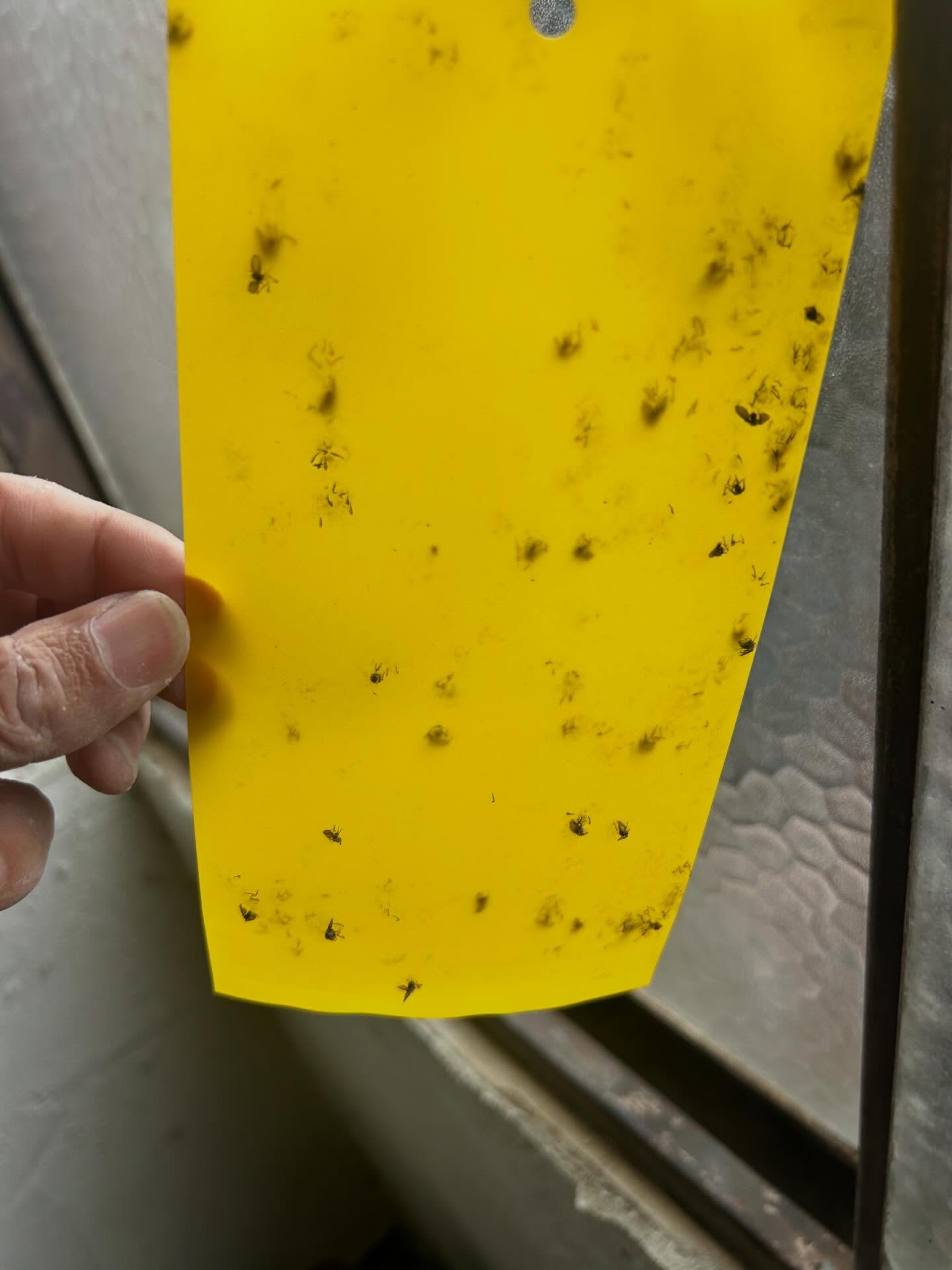 家庭や職場でお困りの害虫、しっかり退治します