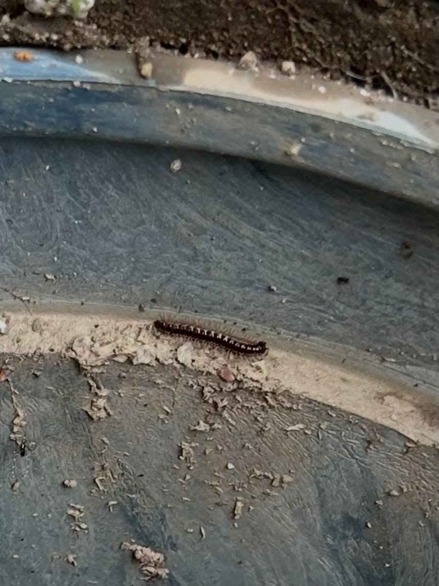 【頼れる害虫・害獣駆除サービス！】季節の変わり目で悩まされる