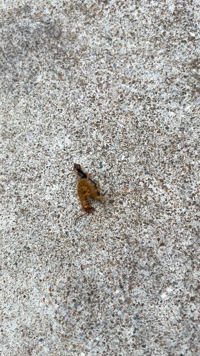 あなたのお住まいに安心と安全をお届けする、プロの害虫・害獣駆