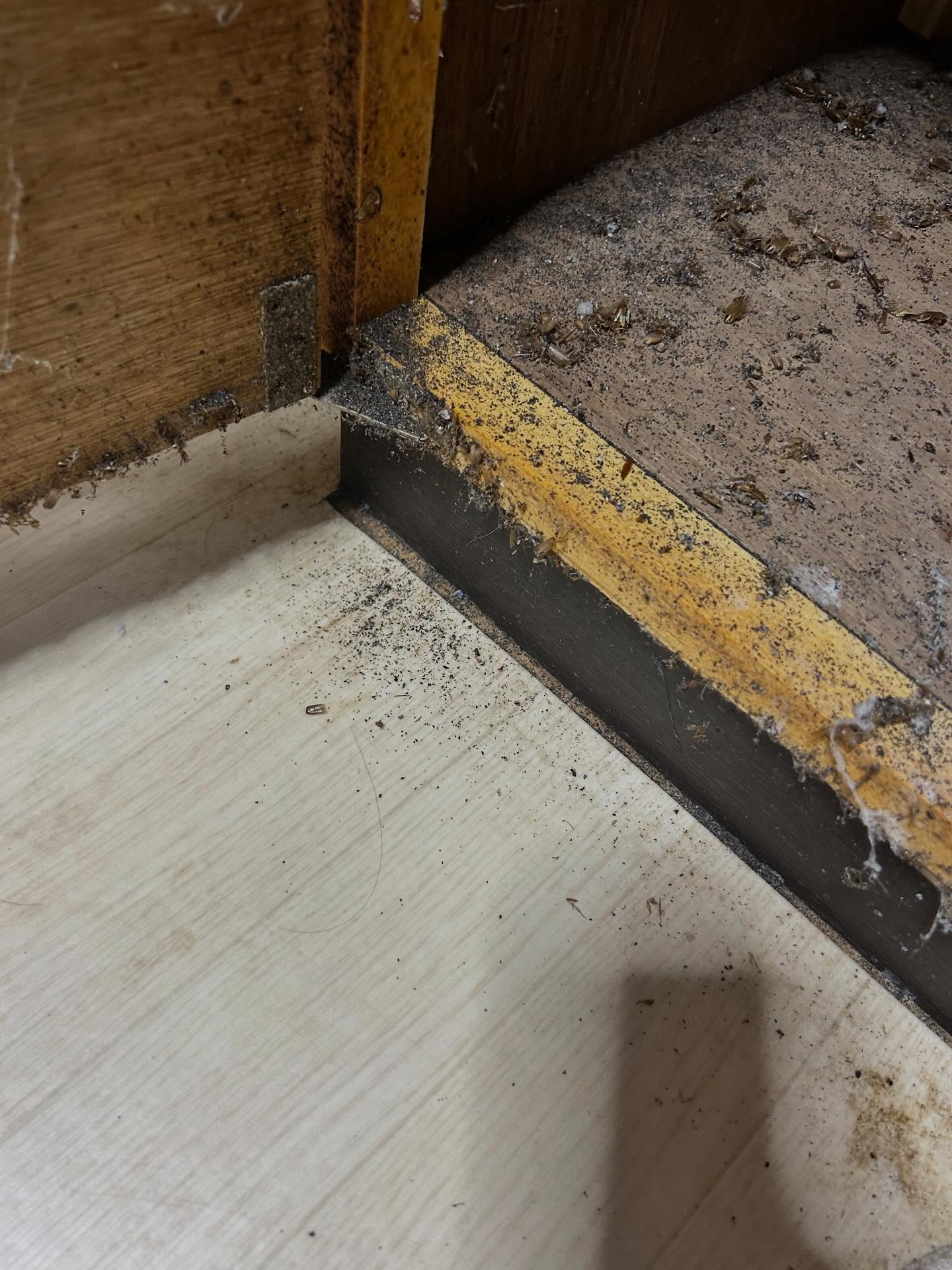 福岡や佐賀といった地域では、ゴキブリの活動が特に活発です