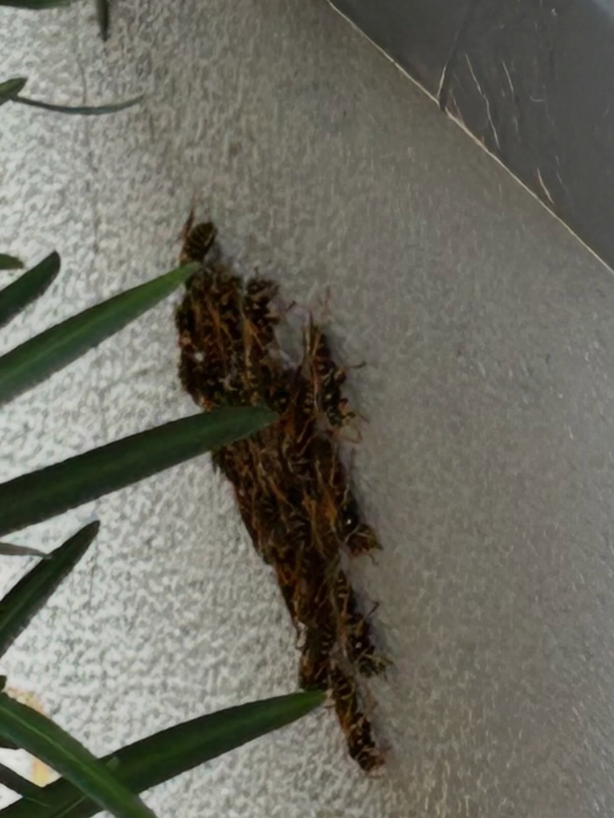こんにちは！害虫・害獣駆除サービスをお探しの皆さまへ