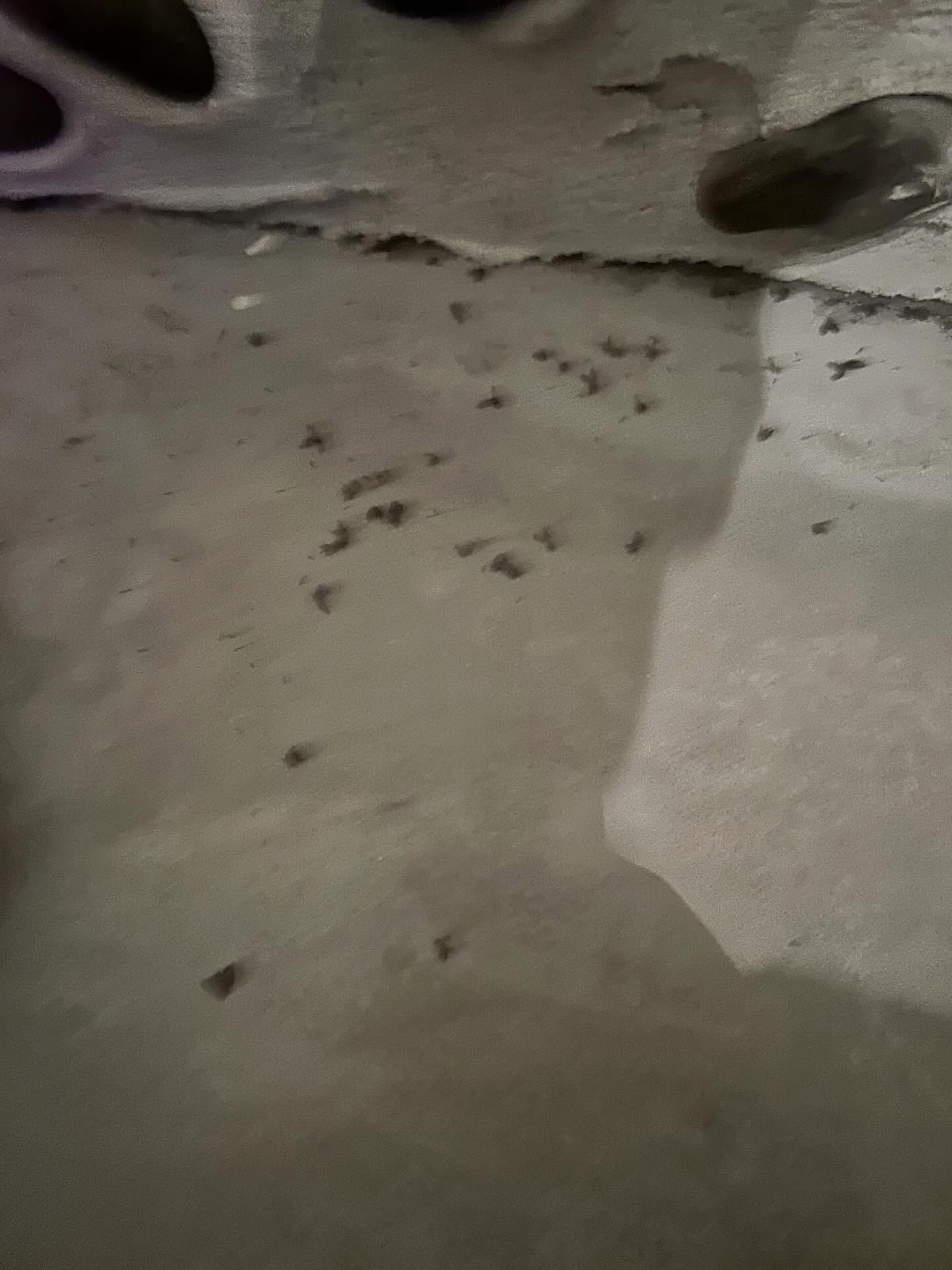 こんにちは！私たちの害虫・害獣駆除サービスは、福岡市やその周
