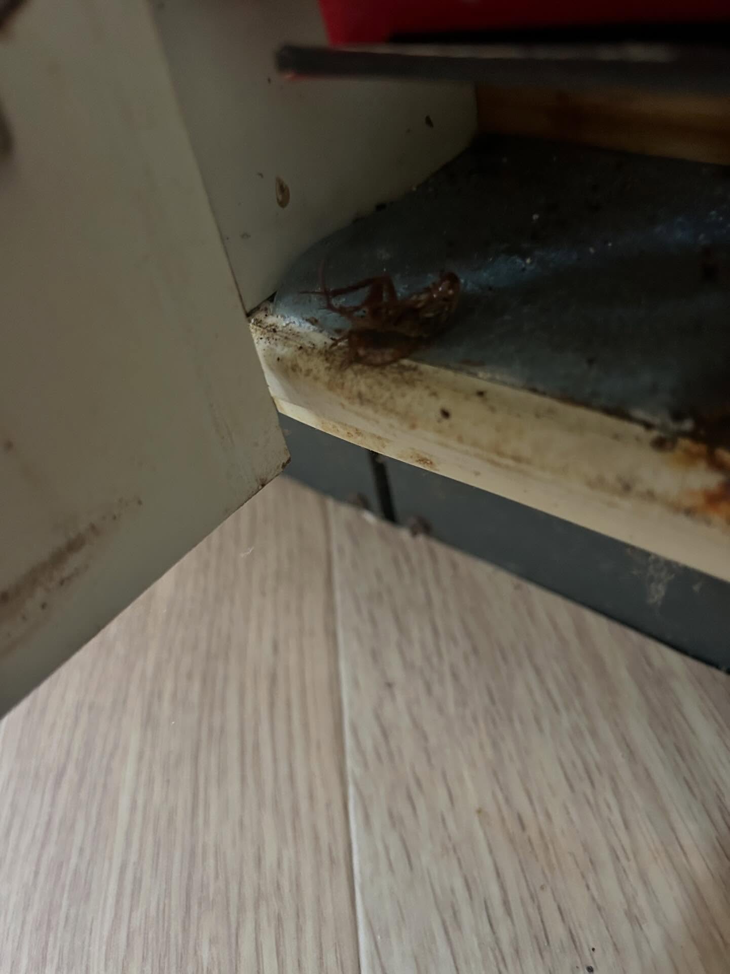 害虫や害獣の存在でお困りですか？私たちは福岡市を中心に、糟屋