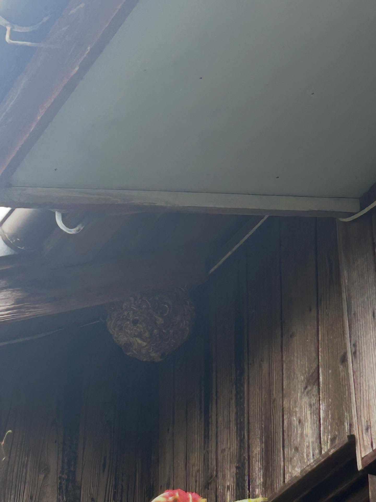 春から秋にかけて、福岡県内ではスズメバチが大変活発になります