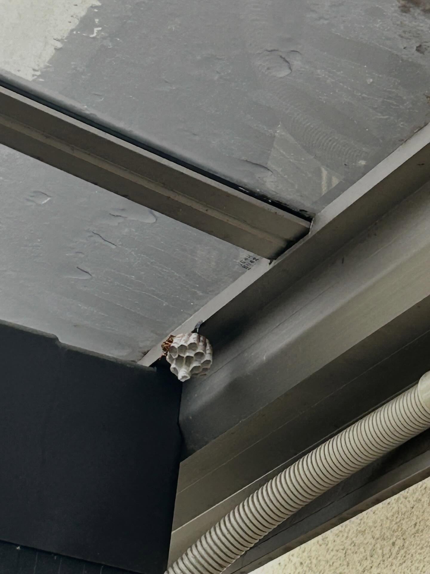 [安心・安全の害虫駆除サービス！] 福岡市や糟屋郡でのアシナ
