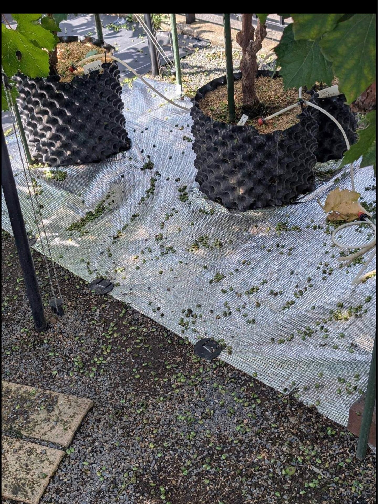 効率的な害虫対策が求められています