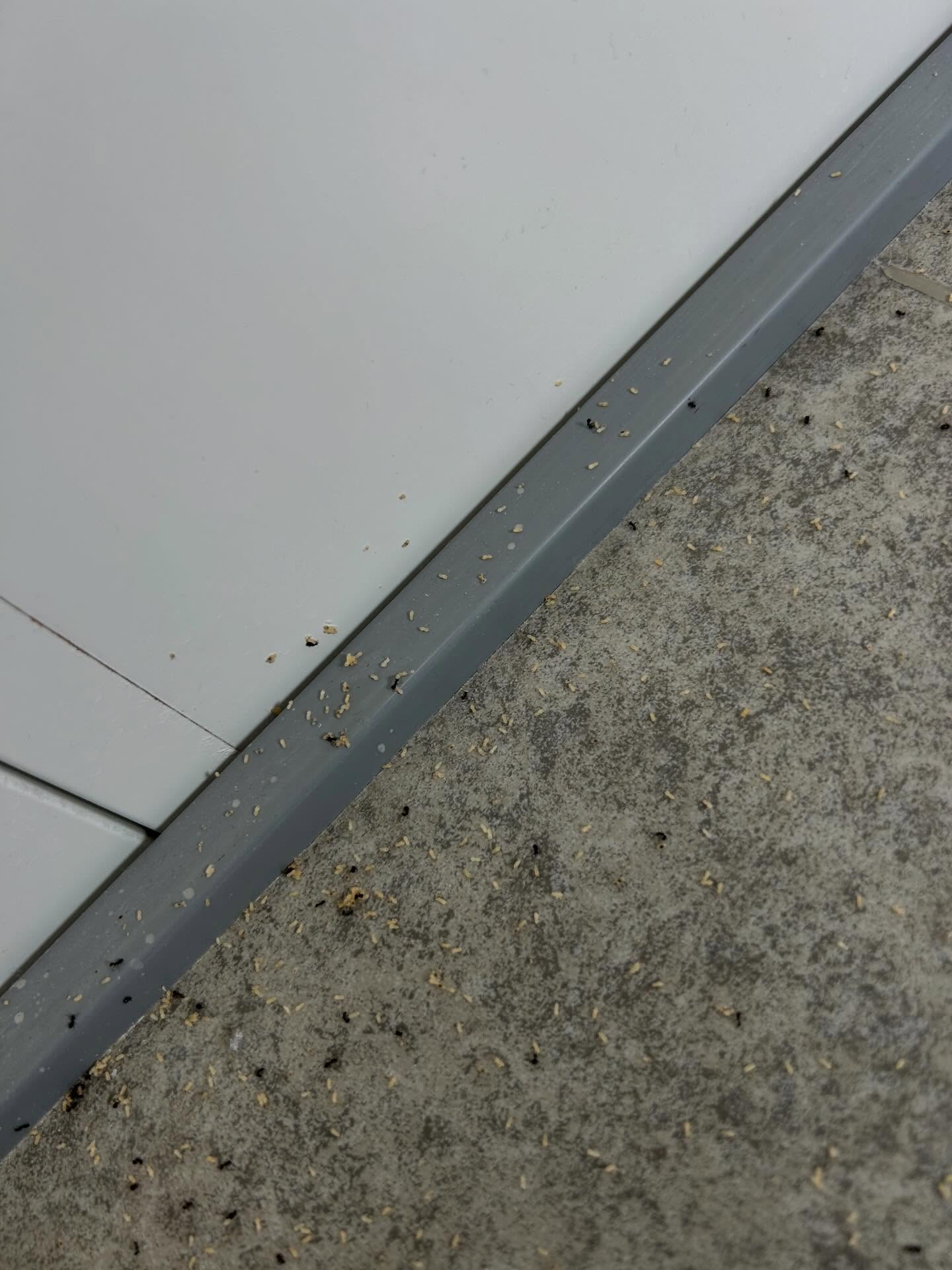 福岡県および福岡市、糟屋郡を中心に、信頼できる害虫・害獣駆除