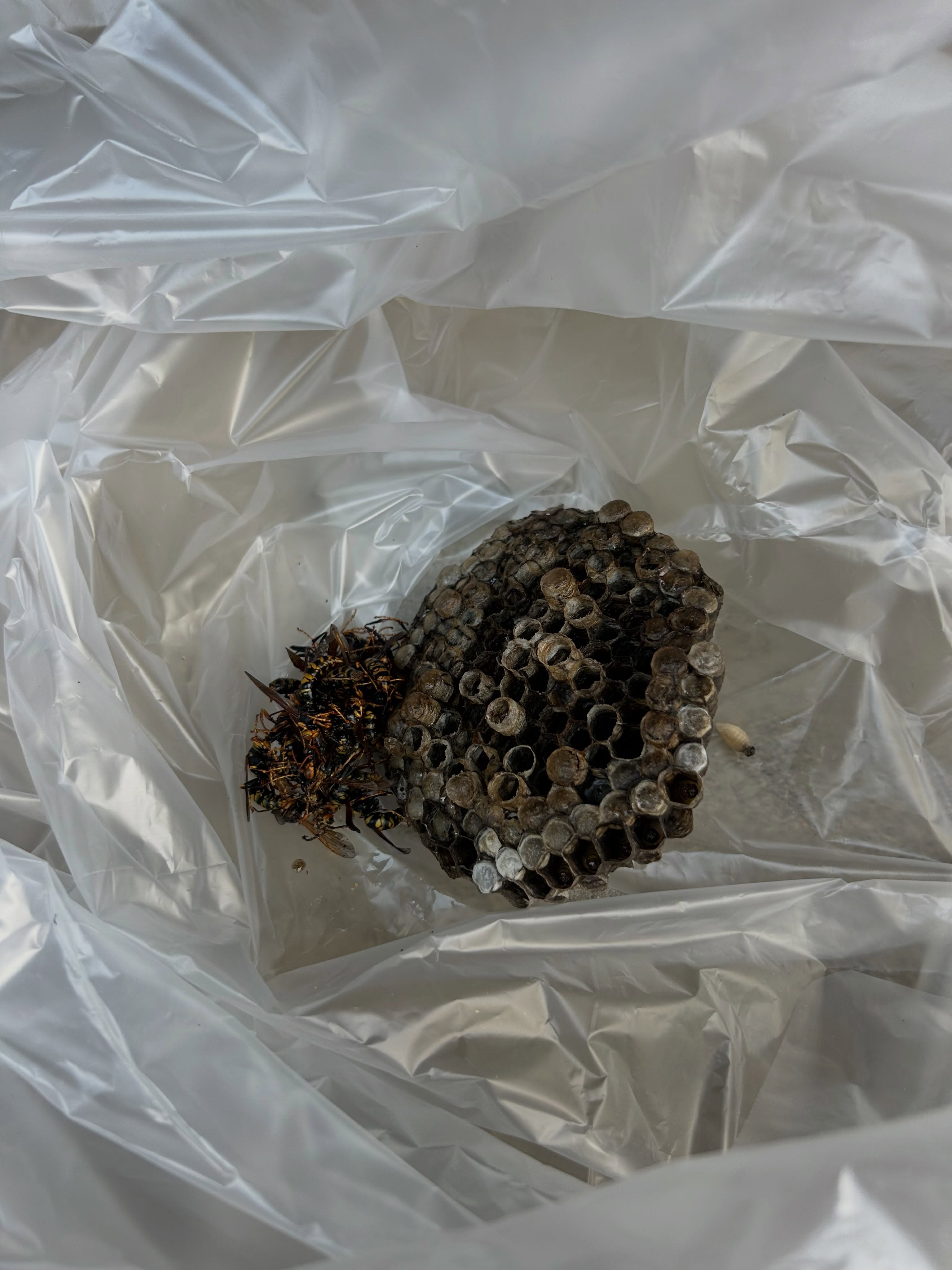 アシナガバチやスズメバチは、暖かい季節には特に活発になり、福