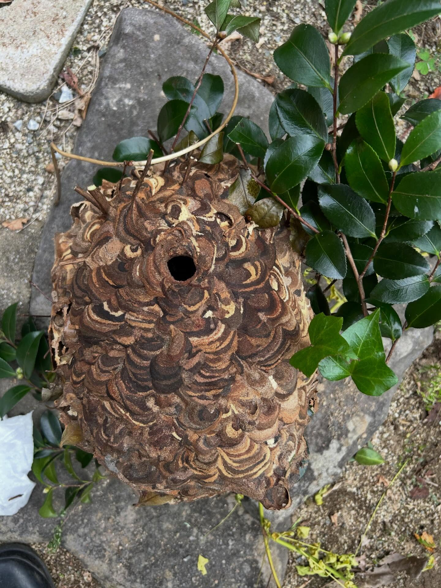 私たちの害虫・害獣駆除サービスは、福岡市および糟屋郡で迅速か